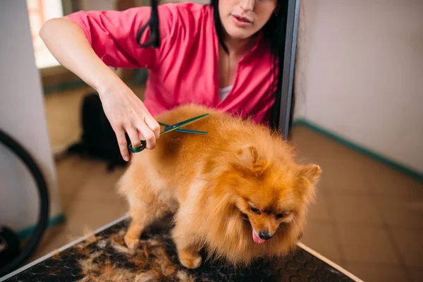 Toelettatore che taglia capelli di piccolo cane — Foto Stock