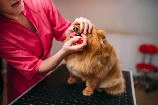 Pet governante pulizia dei denti del cane — Foto Stock