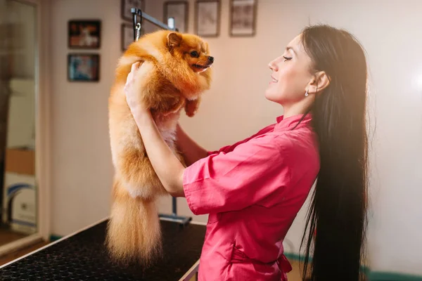 Peluquero de mascotas sosteniendo perro divertido —  Fotos de Stock