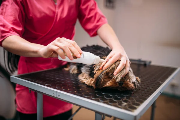 Nettoyage des oreilles pour petit chien — Photo