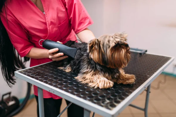 Pet groomer con macchina per taglio di capelli — Foto Stock