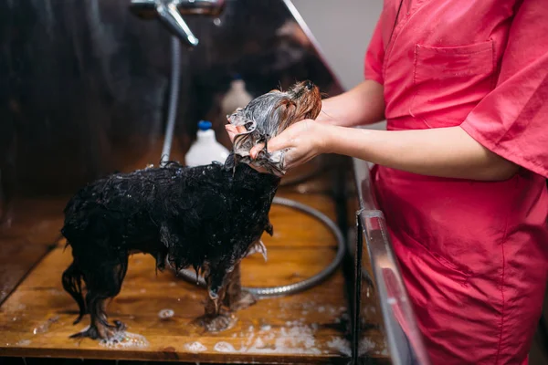 Lavagem do cão no salão de groomer — Fotografia de Stock