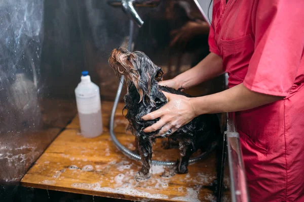 Köpek damat salonda yıkama — Stok fotoğraf