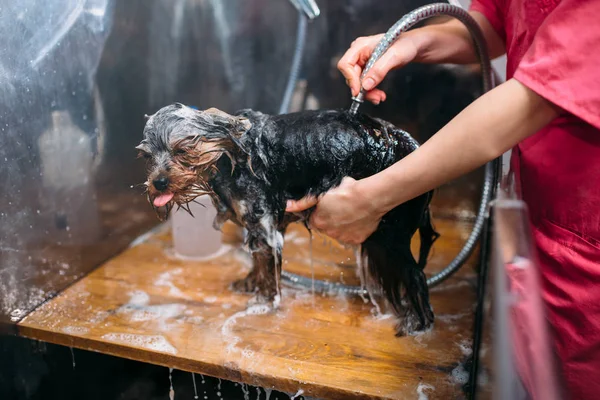 Lavagem do cão no salão de groomer — Fotografia de Stock