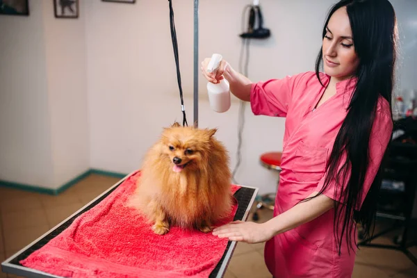 Pet groomer e cane nel salone di toelettatura — Foto Stock