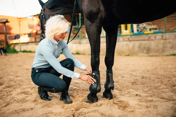Žokej připravuje hnědé koně pro jízdu — Stock fotografie