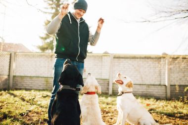 erkek cynologist açık eğitim askeri köpekler ile çalışma