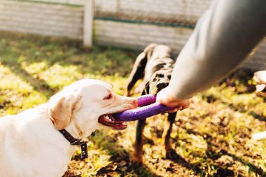 erkek cynologist açık eğitim askeri köpekler ile çalışma