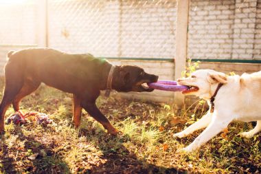 two working dogs with toy ring at outdoor training clipart