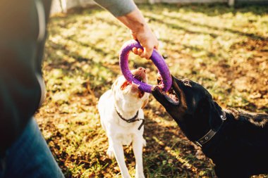 erkek cynologist açık eğitim askeri köpekler ile çalışma