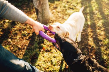 erkek cynologist açık eğitim askeri köpekler ile çalışma