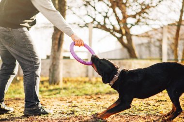 erkek cynologist açık eğitim eğitilmiş polis köpeği ile çalışma 