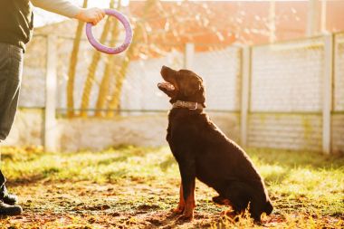 erkek cynologist eğitim hizmeti köpek oyuncak yüzük ile açık