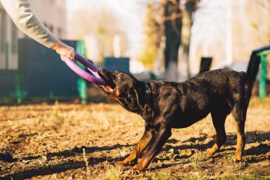 açık eğitim hizmeti köpekle erkek cynologist