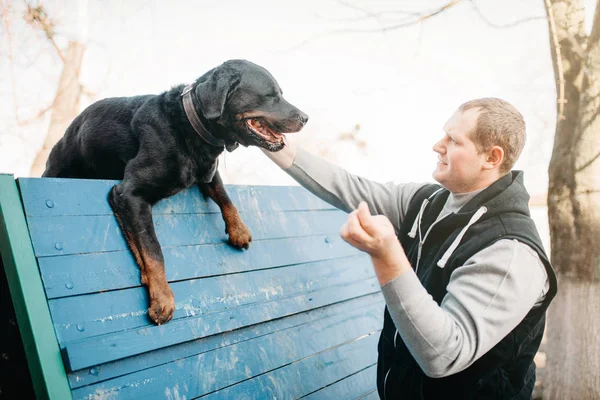 Cynologist トレーニング作業犬の遊び場で — ストック写真