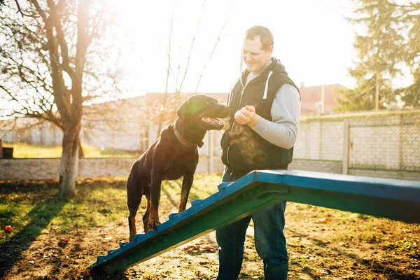 cynologist training dog to keep balance on playground