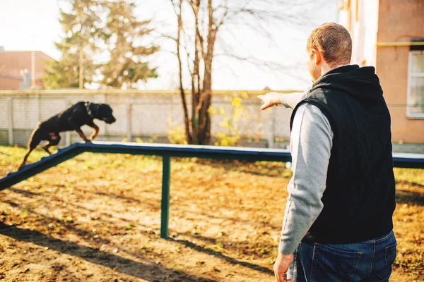 Cynologist Training Dog Keep Balance Playground — Stock Photo, Image