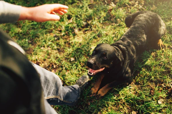 Erkek Cynologist Açık Eğitim Eğitilmiş Polis Köpeği Ile Çalışma — Stok fotoğraf