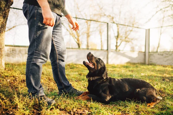 Manliga Cynologist Med Service Hundträning Utomhus — Stockfoto