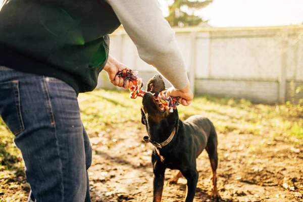 Чоловічий Цинолог Службовим Собакою Тренування Відкритому Повітрі — стокове фото