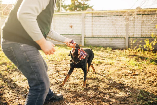 Cynologist Masculino Com Cão Serviço Treinamento Livre — Fotografia de Stock