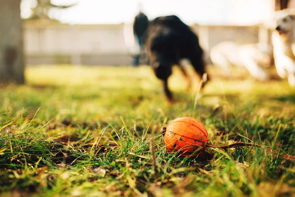Bekçi Köpeği Bulma Top Açık Eğitim — Stok fotoğraf