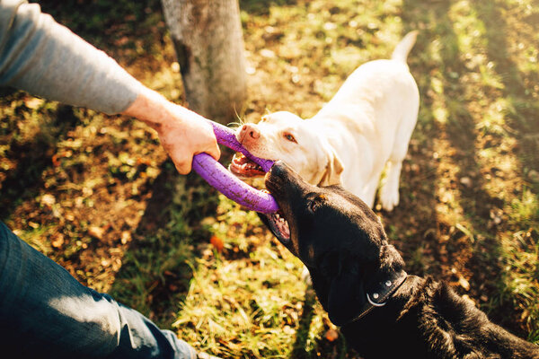 male cynologist working with military dogs, training outdoor
