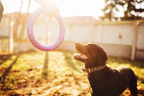 male cynologist training service dog outdoor with toy ring