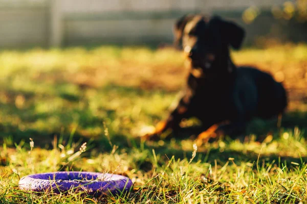 Bekçi Köpeği Oyuncak Yüzük Açık Eğitim Bulma — Stok fotoğraf