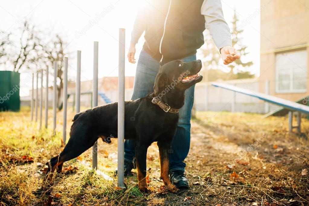 cynologist training sniffing dog at playground