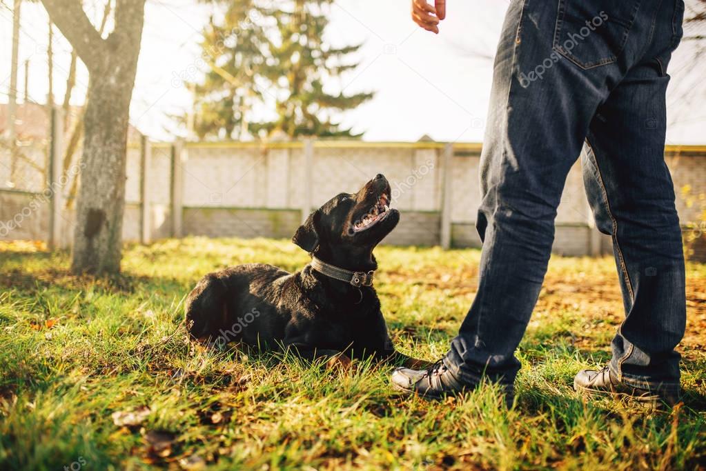 male cynologist with service dog, training outdoor