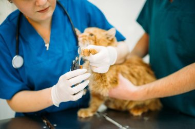 profesyonel veterinerler hayvan hastalıklarıyla ilgili klinik kedi incelenmesi