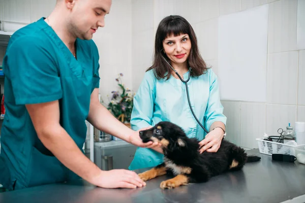 Ammattimaiset Eläinlääkärit Jotka Tutkivat Koiria Eläinklinikalla — kuvapankkivalokuva