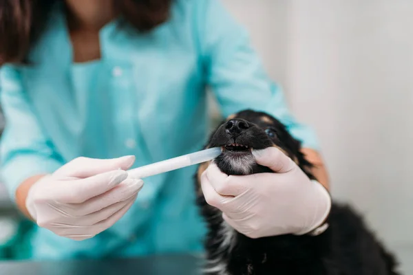 Θηλυκό Κτηνίατρος Εξέταση Των Δοντιών Του Σκύλου Στην Κτηνιατρική Κλινική — Φωτογραφία Αρχείου