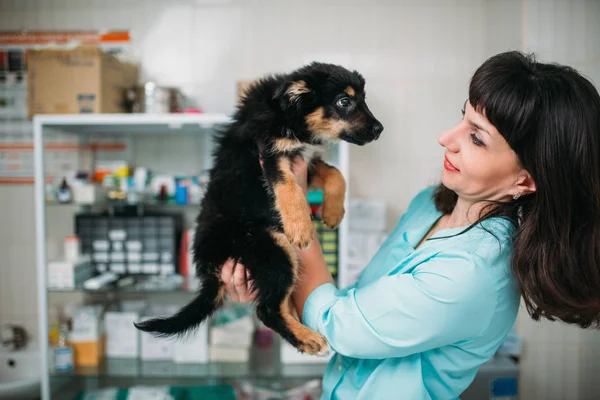 Veterinário Fêmea Examinando Cão Clínica Veterinária — Fotografia de Stock