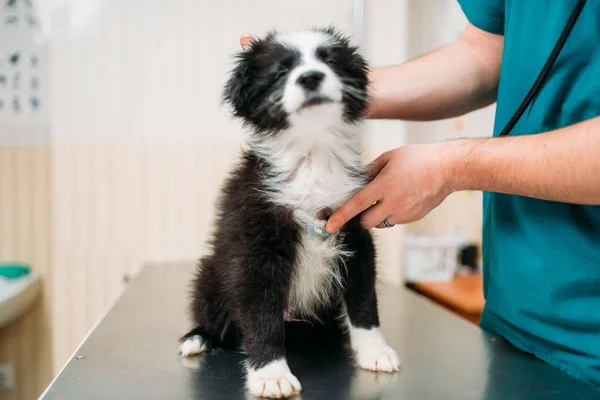 Ветеринар Мужчина Осматривает Собаку Ветеринарной Клинике — стоковое фото