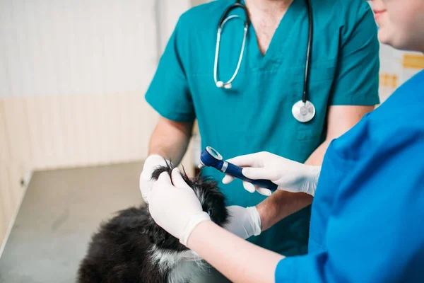 professional veterinarians examining dog's ears in veterinary clinic