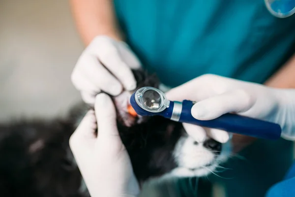 Professionella Veterinärer Att Undersöka Hundens Öron Veterinärklinik — Stockfoto