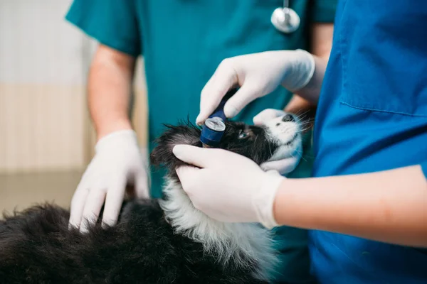 Профессиональные Ветеринары Осматривающие Уши Собаки Ветеринарной Клинике — стоковое фото