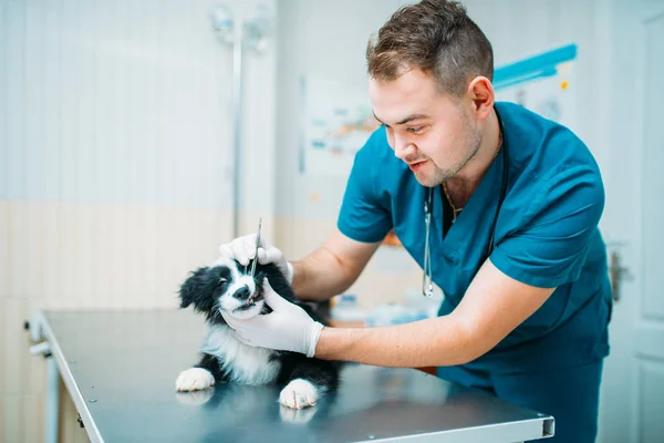 Vétérinaire Masculin Examinant Les Dents Chien Clinique Vétérinaire — Photo