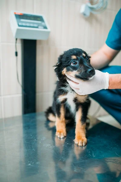 Мужчина Осматривающий Собаку Ветеринарной Клинике — стоковое фото