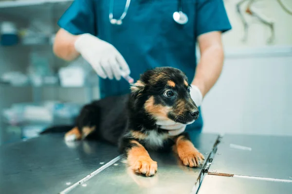 Erkek Doktor Köpek Veteriner Kliniği Içinde Bir Enjeksiyon Verilmesi — Stok fotoğraf