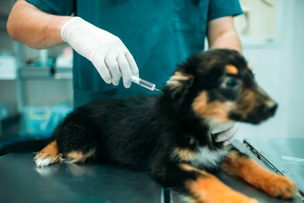 Homme Médecin Donnant Une Injection Chien Clinique Vétérinaire — Photo