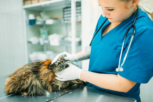 Veterinário Fêmea Examinando Gato Clínica Veterinária — Fotografia de Stock