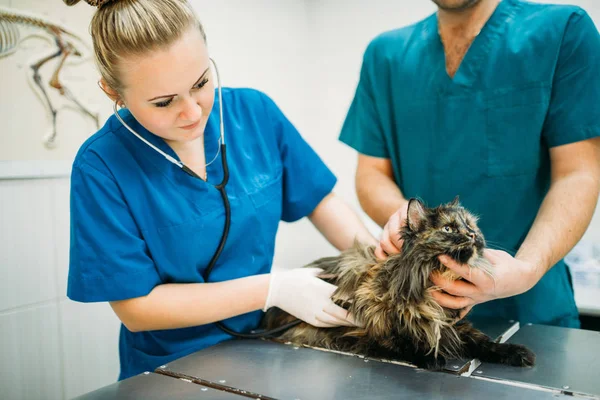 Veterinários Profissionais Examinando Gato Com Estetoscópio Clínica Veterinária — Fotografia de Stock