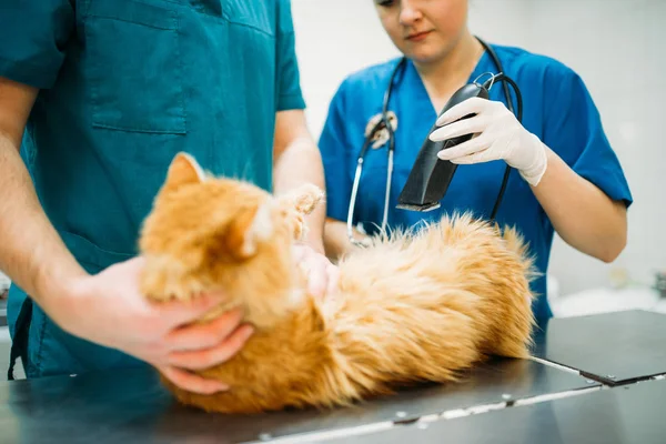 Επαγγελματική Κτηνίατροι Εξέταση Γάτα Κτηνιατρική Κλινική — Φωτογραφία Αρχείου