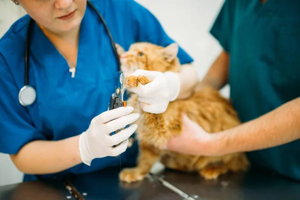 Veterinários Profissionais Examinando Gato Clínica Veterinária — Fotografia de Stock