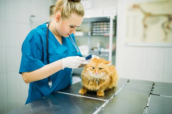 Femme Vétérinaire Examinant Les Oreilles Chat Dans Une Clinique Vétérinaire — Photo
