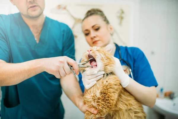 Veterinários Profissionais Examinando Boca Gato Clínica Veterinária — Fotografia de Stock