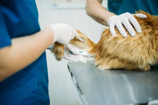 Μέτρηση Της Θερμοκρασίας Της Γάτας Κτηνιατρική Κλινική Κτηνιάτρων — Φωτογραφία Αρχείου